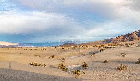 Téléchargez les photos : Beaux appartements Mesquite dans le désert de la vallée de la mort à la lumière du coucher du soleil, États-Unis - en image libre de droit