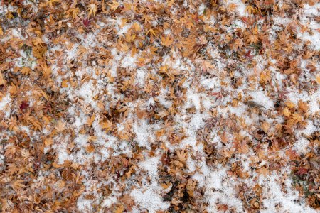 Photo for Detail of leaves at the meadow in winter covered with white snow and ice - Royalty Free Image