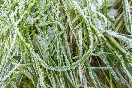 Téléchargez les photos : Herbe de roseau vert congelé à la prairie comme fond harmonique - en image libre de droit