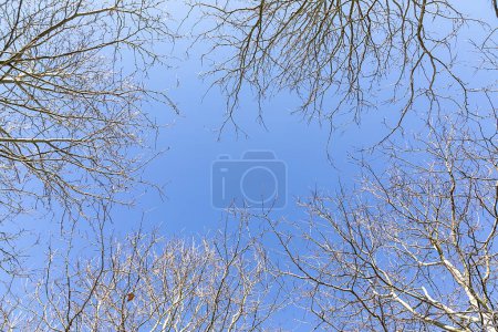 Téléchargez les photos : Arbre en hiver avec des branches sans feuilles sous le ciel bleu - en image libre de droit
