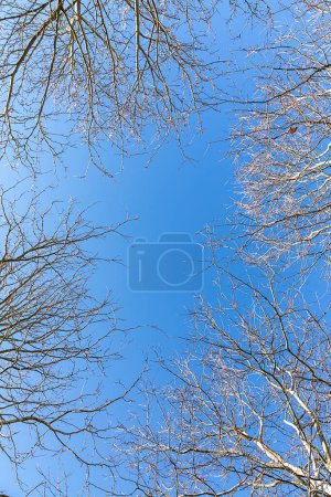 Photo for Tree in winter with leaveless branches under blue sky - Royalty Free Image