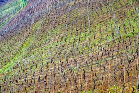 Téléchargez les photos : Vignoble de moselle au printemps avec culture de la vigne, Allemagne - en image libre de droit
