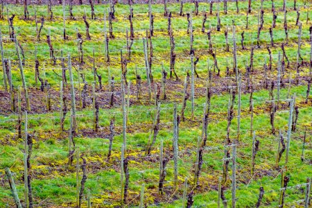 Téléchargez les photos : Vignoble de moselle au printemps avec culture de la vigne, Allemagne - en image libre de droit