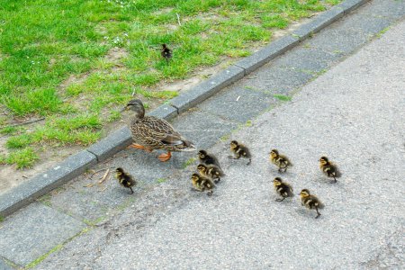 Photo for Duck family with small chicks crossing a pedestrian way - Royalty Free Image