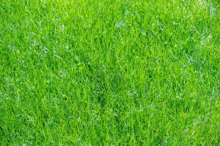 Foto de Patrón de hierba verde en el jardín - Imagen libre de derechos