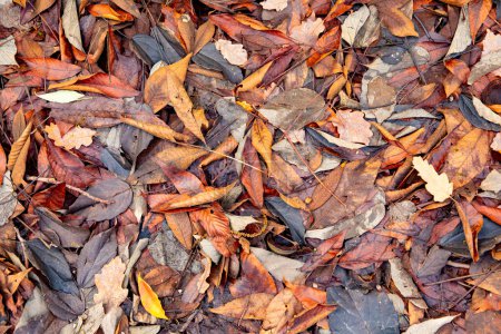 Foto de Patrón de hojas en diferentes colores en el bosque en tiempos de autum - Imagen libre de derechos