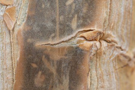 Foto de Detalle de la estructura en la corteza de una palmera tropical con asociación de aves y hojas - Imagen libre de derechos