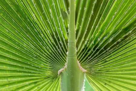 Foto de Detalle de la estructura en hoja de palma verde - Imagen libre de derechos