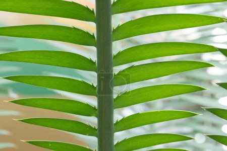 Foto de Detalle de la estructura en hoja de palma verde - Imagen libre de derechos