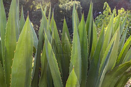 Téléchargez les photos : Agave plant with thorns in bright light in Portugal - en image libre de droit