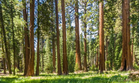 Téléchargez les photos : Grands et grands séquoias dans le magnifique parc national de séquoias - en image libre de droit