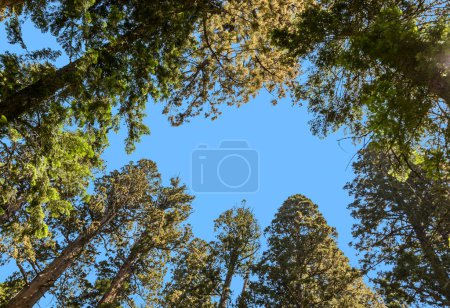 Photo for Tall and big sequoias in beautiful sequoia national park - Royalty Free Image