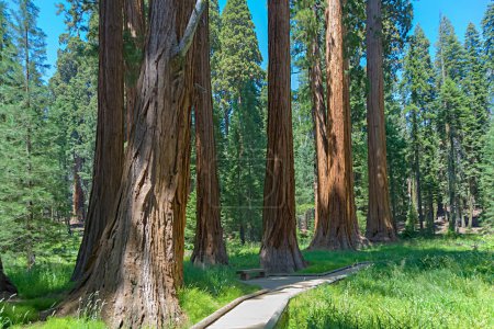 Téléchargez les photos : Les grands séquoias célèbres sont debout dans le parc national de Sequoia, zone de village géant, grands séquoias célèbres, mammuts - en image libre de droit