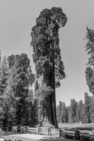 Photo for Tall and big sequoias in beautiful sequoia national park - Royalty Free Image