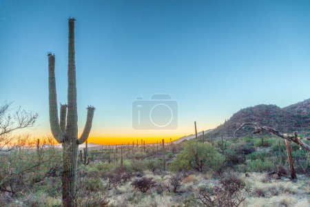 Photo for Sunset with beautiful green cacti in Tuscon, Arizona - Royalty Free Image