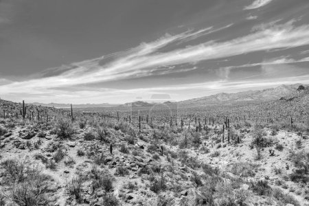 Foto de Hermoso paisaje del desierto de montaña con cactus cerca de Tuscon, Arizona - Imagen libre de derechos
