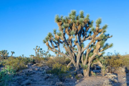 Photo for Joshua tree in warm bright light in the desert - Royalty Free Image