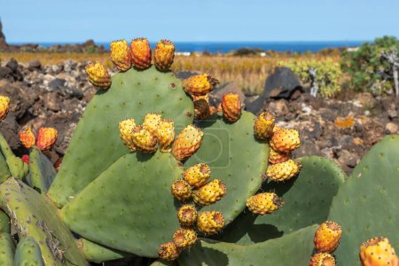 Téléchargez les photos : Détail de la plante de cactus en fleurs dans un champ à Lanzarote, Espagne - en image libre de droit
