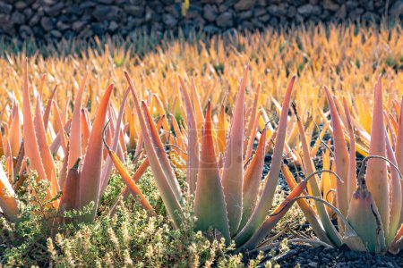 Téléchargez les photos : Aloe Vera plante prête pour la récolte dans un champ à Lanzarote, Espagne - en image libre de droit