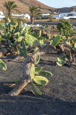 detalle de la planta de cactus con cochinilla en la hoja