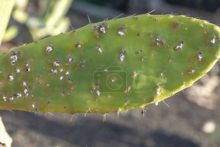Téléchargez les photos : Detail of cactus plant with cochineal on leaf - en image libre de droit