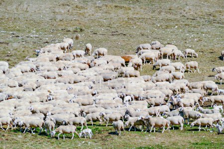 Foto de Sheeps grazing at the meadow in the italian Alps, Italy - Imagen libre de derechos