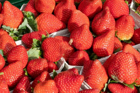 Foto de Fresh strawberries offered at the Farmers Market in Wiesbaden - Imagen libre de derechos