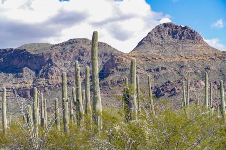 Téléchargez les photos : Paysage désertique avec cactus près de Tucson, Arizona, USA - en image libre de droit