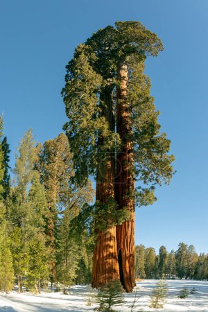 Photo for Beautiful old sequoia trees under blue sky - Royalty Free Image