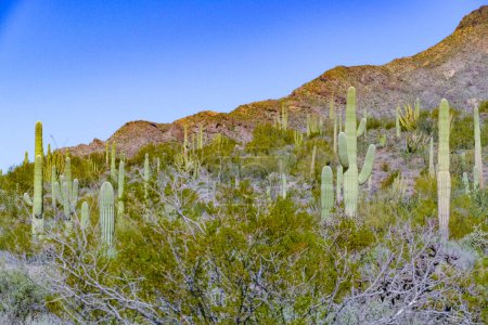 Foto de Paisaje desértico con cactus cerca de Tucson, Arizona, EE.UU. - Imagen libre de derechos