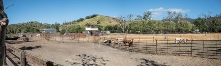 Photo for Solvang, USA - April 21, 2019:cows grazing at the meadow of a farm near 5he Alisal Ranch rodeo field. - Royalty Free Image