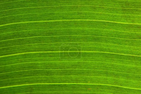 Téléchargez les photos : Ombre et structure d'une feuille de palmier vert - en image libre de droit