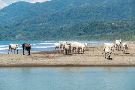 Téléchargez les photos : Vaches à la recherche de nourriture sur la plage pierreuse au Costa Rica, province de Limon - en image libre de droit