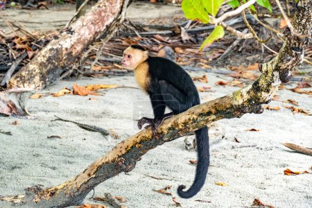 Téléchargez les photos : Le singe capucin vit au Costa Rica dans la jungle - en image libre de droit