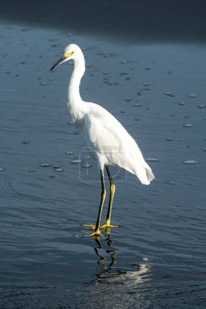 Photo for Heron with white feather enjoy the day at the sandy beach in Alajuela - Royalty Free Image