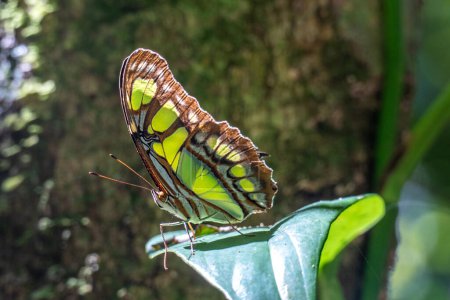 Téléchargez les photos : Détail de papillon avec dessin brun comme un oeil à l'aile, appelé Pfauenauge - en image libre de droit