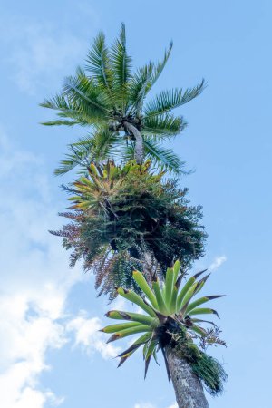 Photo for Parasitic plant grows at a huge palm tree in Costa Rica - Royalty Free Image