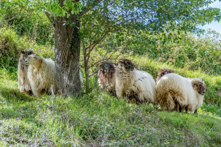 Photo for Flock of horned heath with large wool skin in the landscape - Royalty Free Image