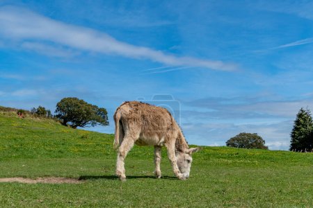 Téléchargez les photos : Vieux âne pâturage à la prairie verte en Espagne - en image libre de droit