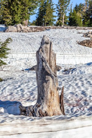 Photo for Old tree stump looks at an old worker with snow on Mount Lassen in the national park, USA - Royalty Free Image