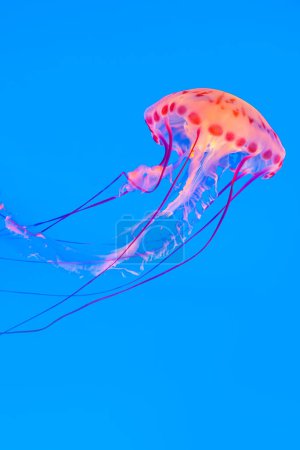 Foto de Un pez gelatina flotando en el océano azul - Imagen libre de derechos
