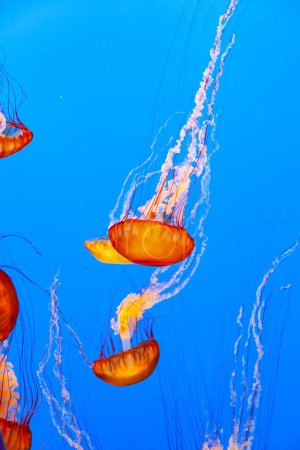 Téléchargez les photos : Méduses dans la mer bleu foncé - en image libre de droit