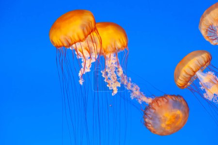 Téléchargez les photos : Méduses dans la mer bleue glissant dans les profondeurs de l'océan - en image libre de droit