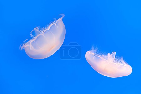 Foto de Dos peces de gelatina transparente en el mar azul - Imagen libre de derechos