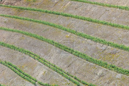 Téléchargez les photos : Au nord du Portugal près de Braga petits vignobles en terrasse organisation couvrent la zone dans le paysage, Portugal - en image libre de droit