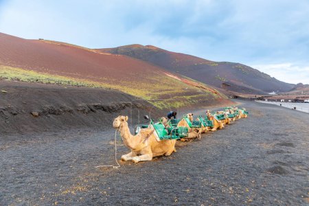 Photo for Camels at a parking lot in Timanfaya national park wait for tourists to offer short volcano camel rides, Lanzarote, Spain - Royalty Free Image