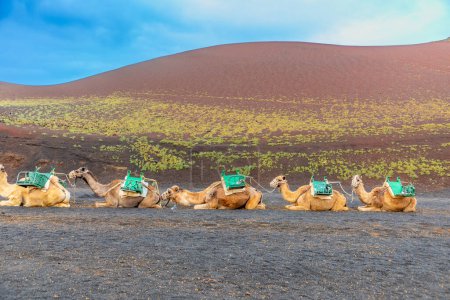 Foto de Camellos en un estacionamiento en el parque nacional de Timanfaya esperar a que los turistas para ofrecer paseos cortos en camello volcán, Lanzarote, España - Imagen libre de derechos