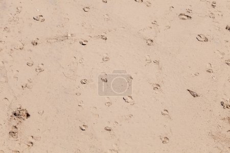 Photo for Footprints of people in the fine sand of the beach - Royalty Free Image