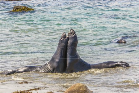 Photo for Sealions fighting at the beach in San Simeon - Royalty Free Image