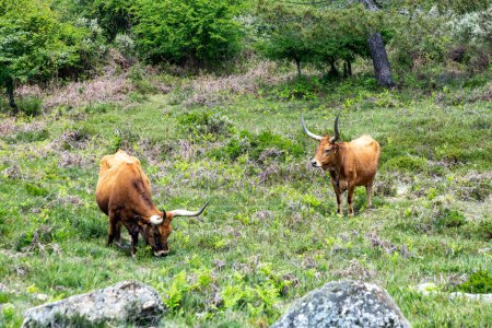 Foto de Vaca de cuerno largo en la zona montañosa de Portugal cerca de Braga - Imagen libre de derechos